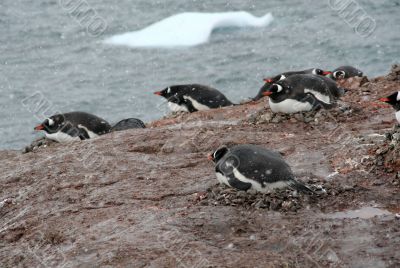 Gentoo penguin colony, nesting birds