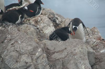Gentoo penguin rookery