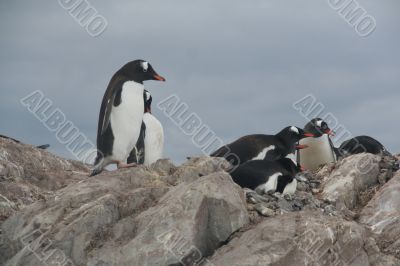 Gentoo penguin rookery
