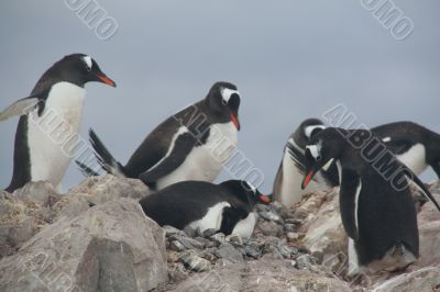 Gentoo penguin rookery