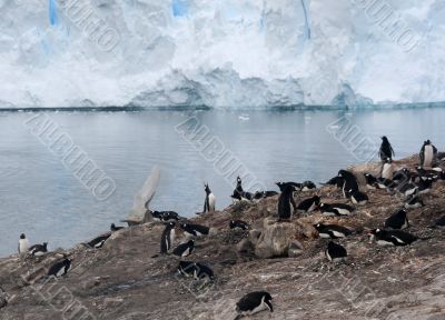 Gentoo penguin rookery