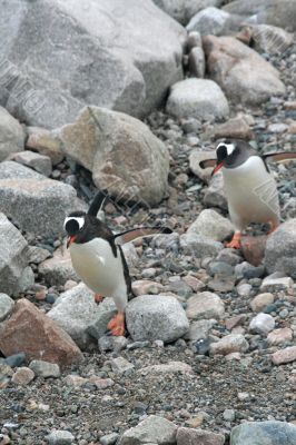Gentoo penguins