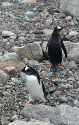 Gentoo penguins
