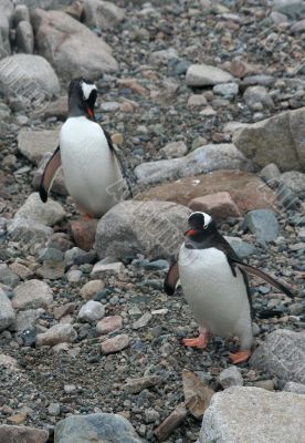 Gentoo penguins