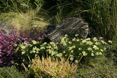 Rock garden - coriopsis