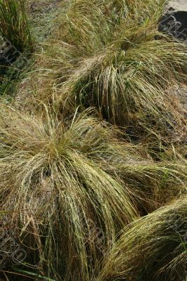 Garden decorative grasses