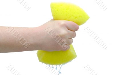 Hand squeezing drip out of sponge