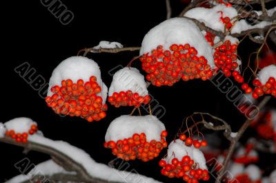 Berries of mountain ash