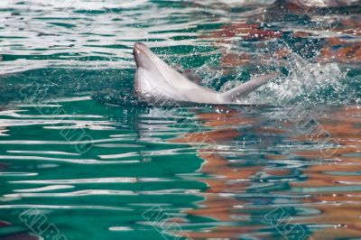 Bottle-nosed dolphin