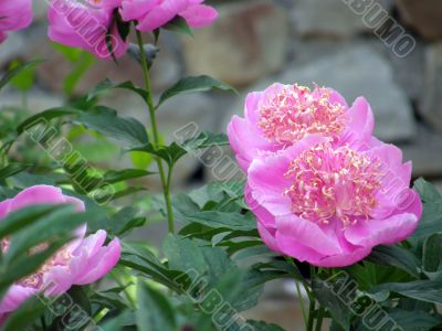 flowers. Peonies