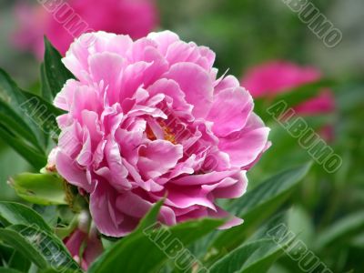 flowers. Peonies