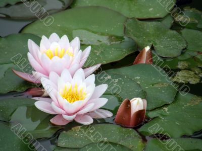 water lily