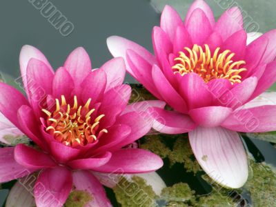 water lily