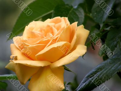 rose