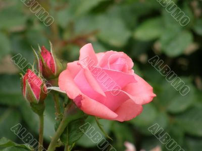 rose