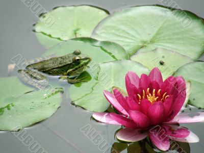 water lily