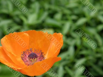 flowers of a poppy.