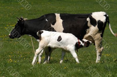 cow and calf