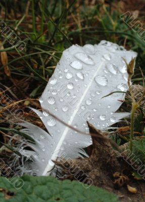 feather