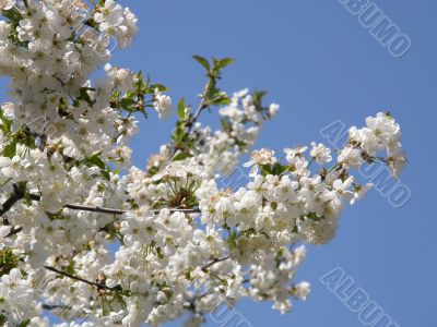 Flowers of a sweet cherry.