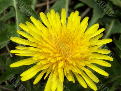 dandelion