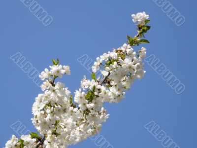 Flowers of a sweet cherry.