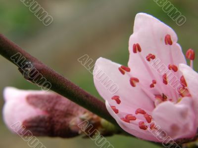 Flowers of a peach