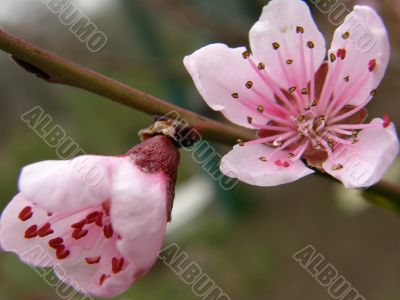 Flowers of a peach