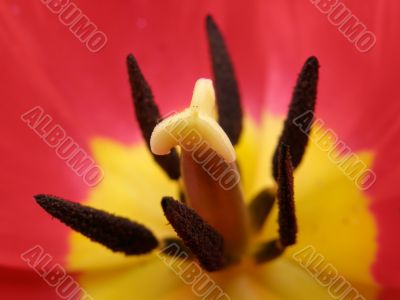 tulip