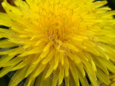 dandelion