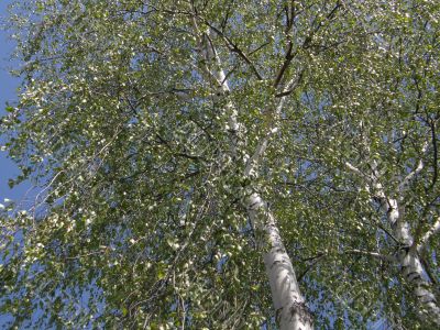 Birch.
