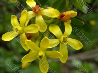 Flowers of a currant