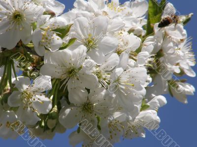 Flowers of a sweet cherry.