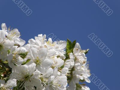 Flowers of a sweet cherry.