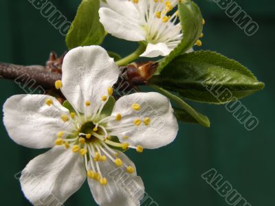 flowers plums