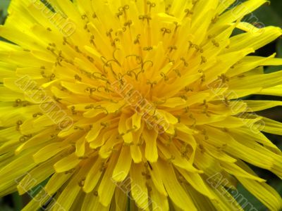 dandelion