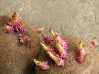 potato