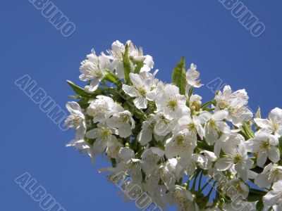 Flowers of a sweet cherry.