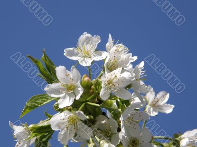 Flowers of a sweet cherry.