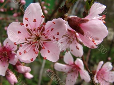 Flowers of a peach