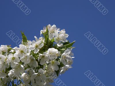 Flowers of a sweet cherry.