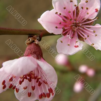 Flowers of a peach