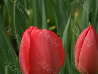 tulips