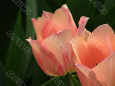tulips