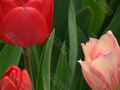 tulips