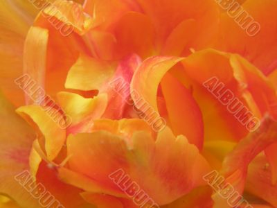 tulip