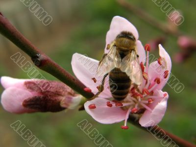 Flowers of a peach