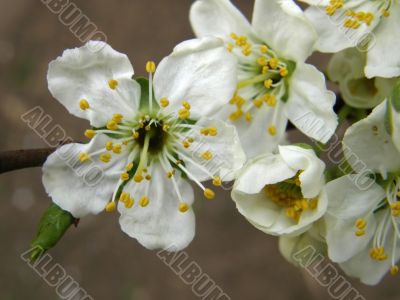flowers plums