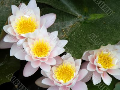 water lily