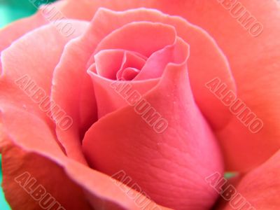 rose
